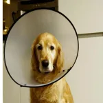 Berlin's Soft Protective Pet - view 8