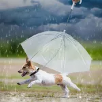Creations Pet Umbrella with L - view 9