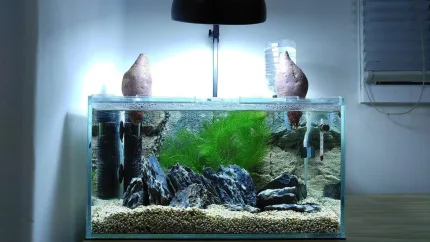 best fish tank aquarium