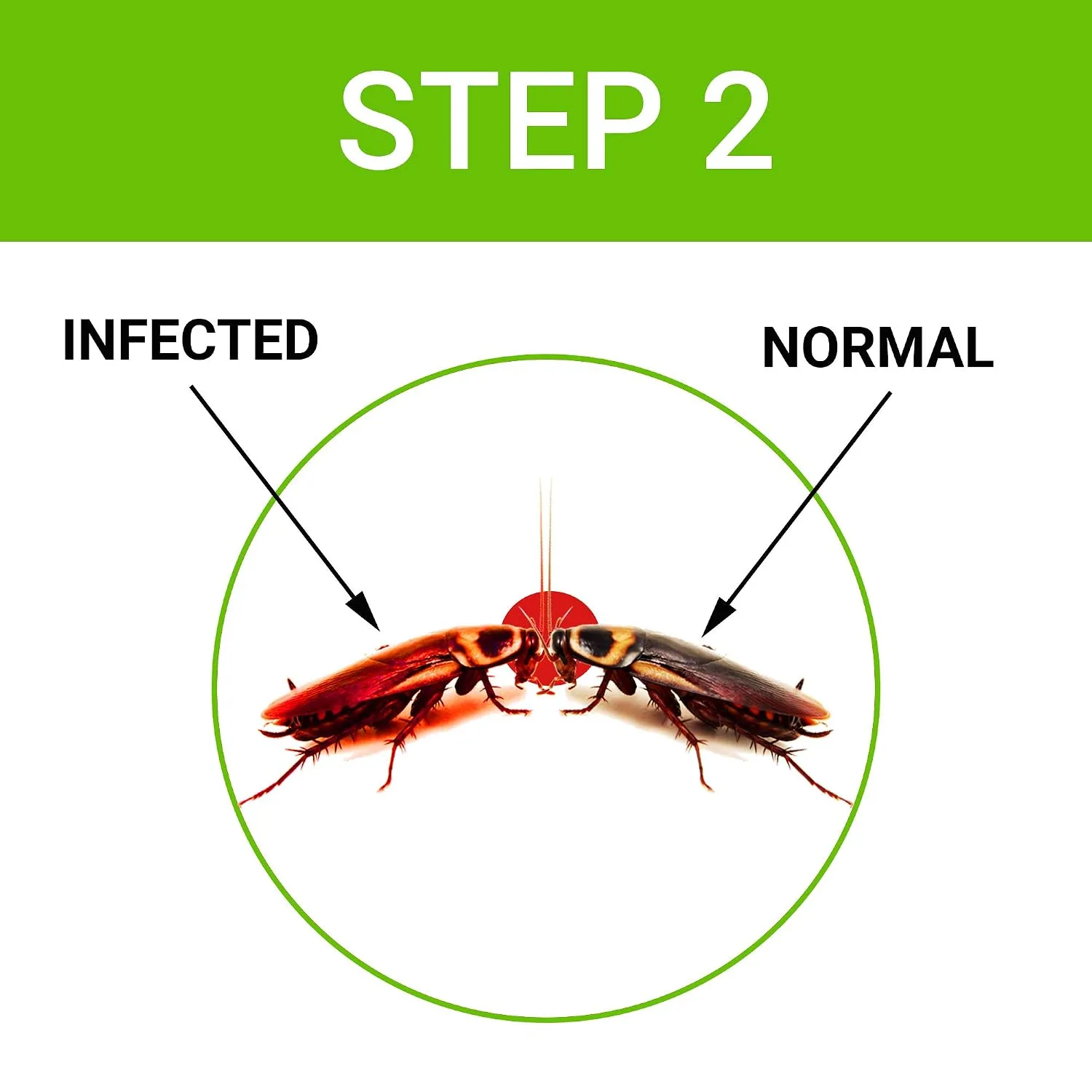 In-Depth Review: best cockroach gel - Cockroach Dot | Anti Cockroach gel with Neem extract(40gram) | Roach control | gel Bait with Easy to Use Injecti 9 Cockroach Dot | Anti gel wit - view 8