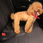 Dog Seat-Belt, Adjustab - view 7