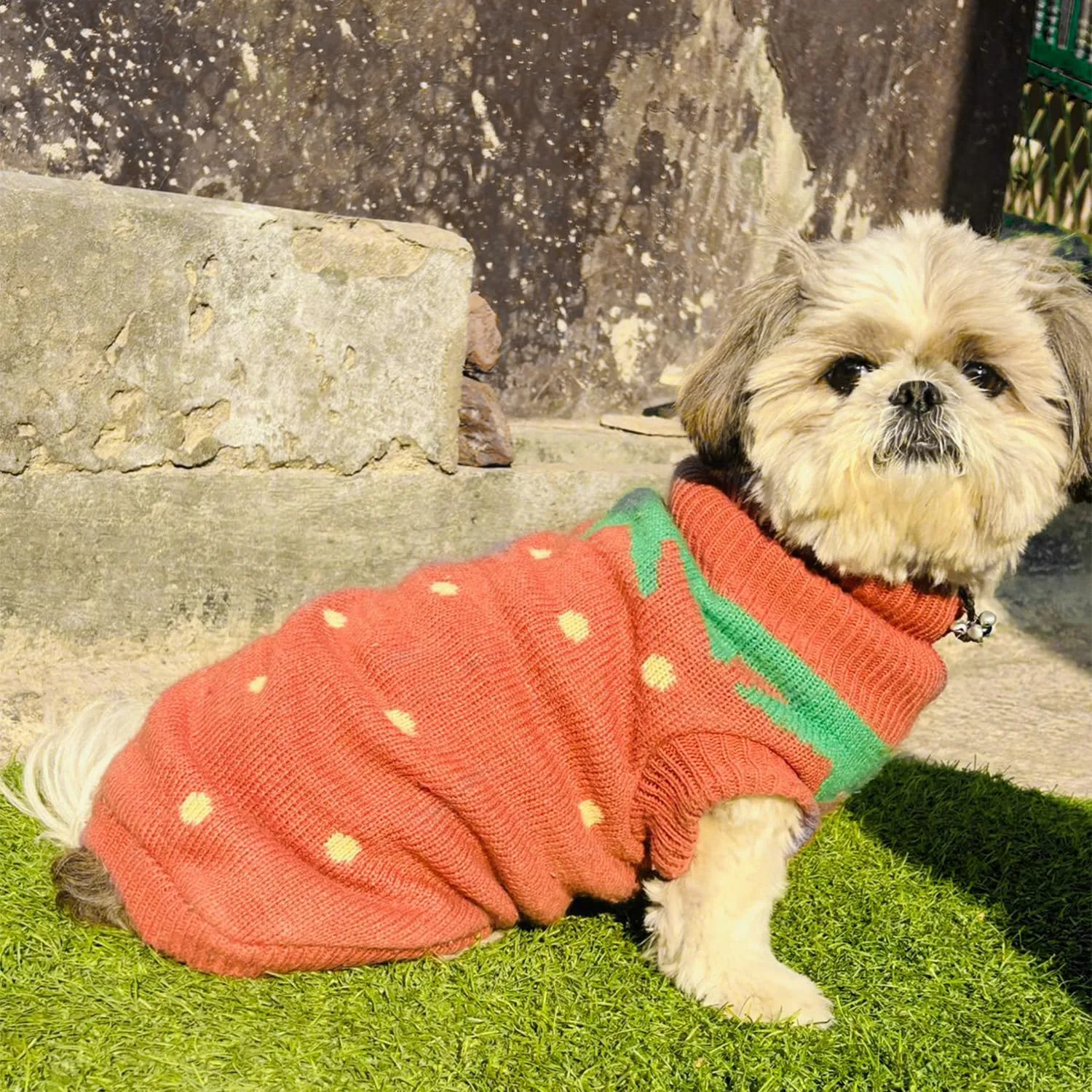 best pet clothes winter